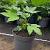 Fatsia japonica Pot 5 Liter 