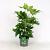 Fatsia japonica Pot 5 Liter 