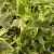 Hedera hel. 'Yellow Ripple' Pot 3 Liter 