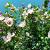 Hibiscus syriacus Pot 70 Liter 175 - 200 cm