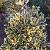 Ilex altacl. 'Golden King' Pot 5 Liter 