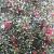 Ilex aq. 'Alaska' Pot 5 Liter 60 - 80 cm
