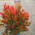 Leucothoe 'Little Flames' Pot 2 Liter