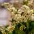 Ligustrum ovalifolium Pot 12 liter 200 - 225 cm