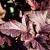 Physocarpus opulif. Lady in Red Pot 3 Liter 