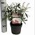 Pieris 'Flaming Silver' Pot 5 Liter 