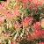 Pieris 'Forest Flame' Pot 2 Liter