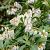 Pieris jap. 'Debutante' Pot 5 Liter 