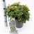 Pieris jap. 'Purity' Pot 5 Liter 