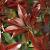 Pieris jap. 'Red Mill' Pot 5 Liter 