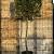Quercus ilex stam 210 cm (Stamomtrek 25-30 cm) Leivorm 150x120 (BxH) 