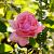 Rosa (F) 'Queen Elizabeth' stam 90 cm