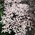 Sambucus nigra Black Lace Pot 2 Liter