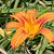 Hemerocallis 'Frans Hals' Pot 9 cm