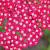 Achillea m. 'Summerwine' Pot 9 cm