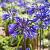 Agapanthus 'Navy Blue' Pot 9 cm