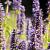 Agastache 'After Eight' Pot 9 cm