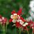 Aquilegia 'Crimson Star' Pot 9 cm