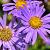 Aster alpinus Pot 9 cm