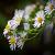 Aster (D) 'Apollo' Pot 9 cm