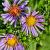 Aster 'Little Carlow' Pot 9 cm
