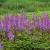 Astilbe c. 'Purpurkerze' Pot 9 cm