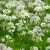 Astrantia maj. 'Superstar' Pot 9 cm