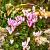 Cyclamen hederifolium Pot 9 cm