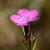 Dianthus carthusianorum Pot 9 cm