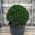 Taxus baccata Bolvorm 60-70 cm