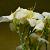 Hemerocallis 'Gentle Shepherd' Pot 9 cm
