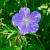 Geranium 'Blue Sunrise' Pot 9 cm