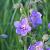 Geranium pratense Pot 9 cm
