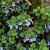 Glechoma hederacea Pot 9 cm
