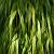 Hakonechloa macra 'Albostriata' Pot 9 cm