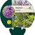 Hesperis matronalis Pot 9 cm