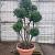 Taxus baccata Pot 70 Liter 150 - 175 cm Pon-Ponvorm