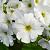 Primula (J) 'Wanda' Pot 9 cm