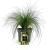 Stipa tenuissima 'Ponytails' Pot 2 Liter