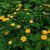 Trollius chinensis 'Golden Queen' Pot 9 cm