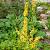 Verbascum nigrum Pot 9 cm