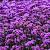 Verbena officinalis Pot 9 cm