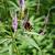 Veronicastrum virginicum Pot 9 cm