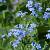 Brunnera macr. 'Alexander's Great' Pot 9 cm