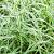 Carex 'Feather Falls' Pot 9 cm