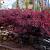 Acer pal. 'Garnet' Pot 12 liter Halfstam