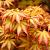Acer pal. 'Sangokaku' Pot 150 liter 300 - 350 CM struik