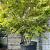 Acer palmatum Pot 285 Liter 300 - 350 CM