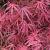 Acer pal. 'Red Pygmy' Pot 110 liter 200 - 250 cm