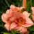 Hemerocallis 'Pink Damask' Pot 9 cm